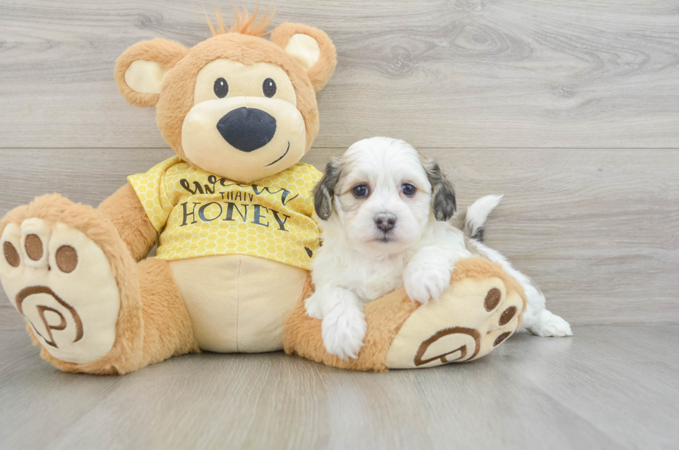 7 week old Teddy Bear Puppy For Sale - Puppy Love PR