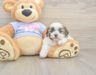 7 week old Teddy Bear Puppy For Sale - Puppy Love PR