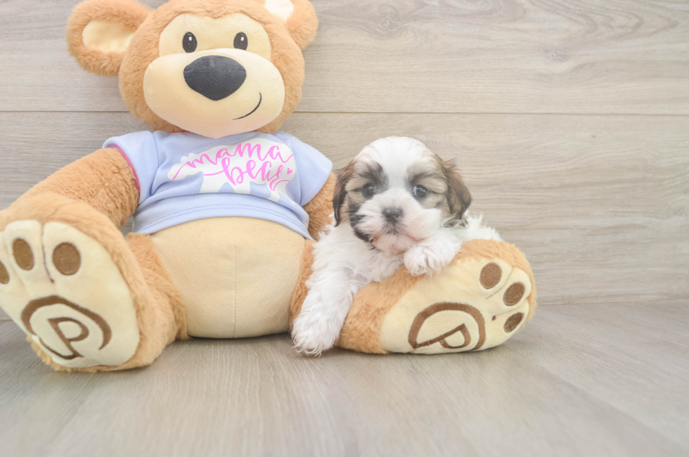 5 week old Teddy Bear Puppy For Sale - Puppy Love PR