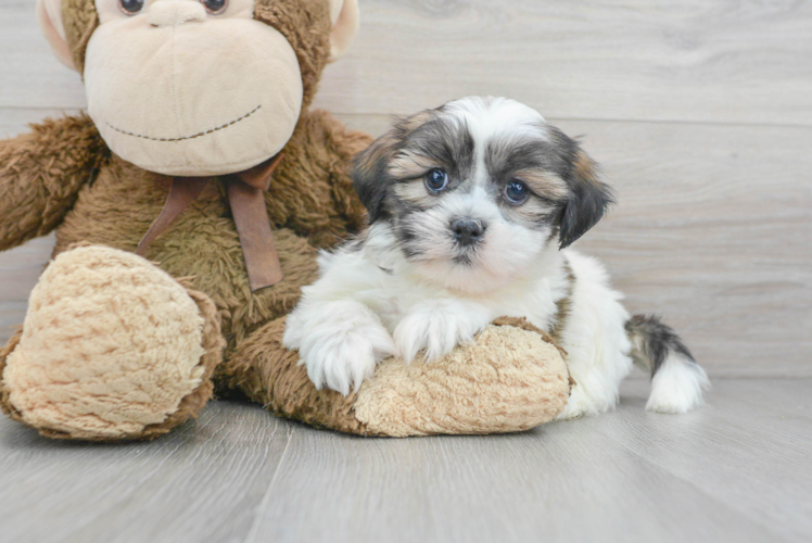 Meet Destiny - our Teddy Bear Puppy Photo 1/3 - Puppy Love PR Friendly Teddy Bear Baby