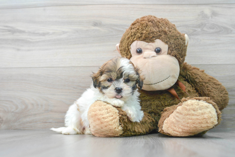 Meet Destiny - our Teddy Bear Puppy Photo 1/3 - Puppy Love PR Petite Teddy Bear Designer Pup