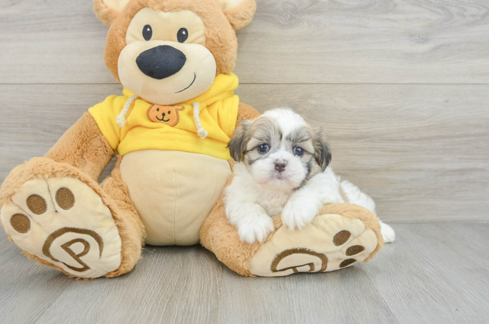 5 week old Teddy Bear Puppy For Sale - Puppy Love PR