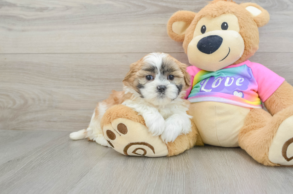 6 week old Teddy Bear Puppy For Sale - Puppy Love PR