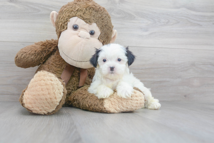 Meet Devin - our Teddy Bear Puppy Photo 1/3 - Puppy Love PR Cute Shi Chon Designer Puppy