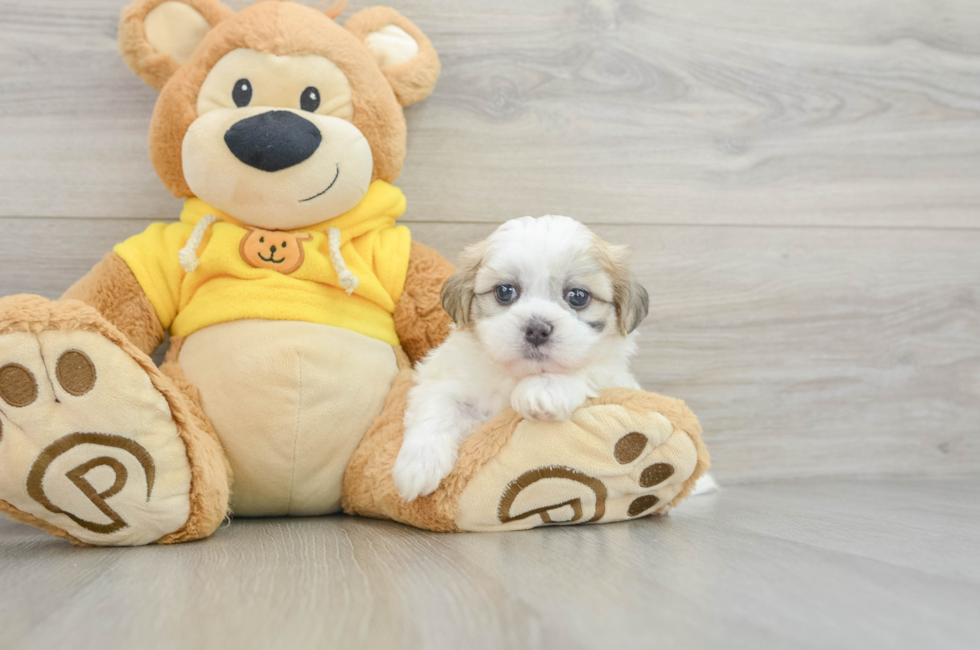 5 week old Teddy Bear Puppy For Sale - Puppy Love PR