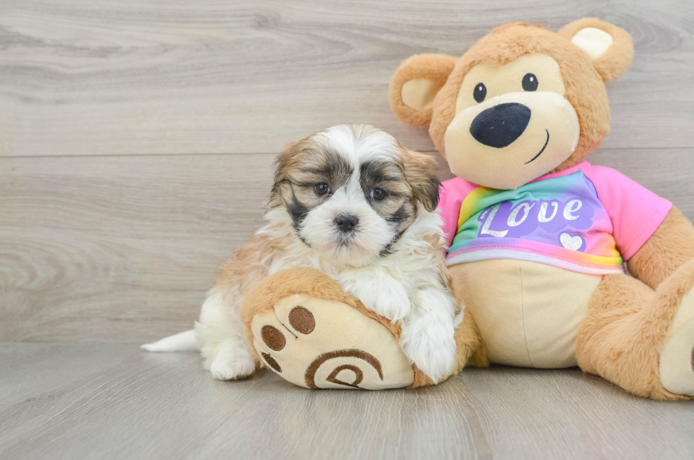 6 week old Teddy Bear Puppy For Sale - Puppy Love PR