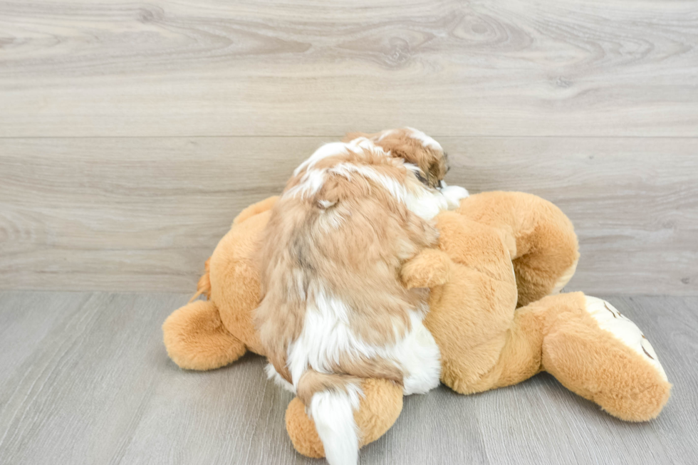 Teddy Bear Pup Being Cute