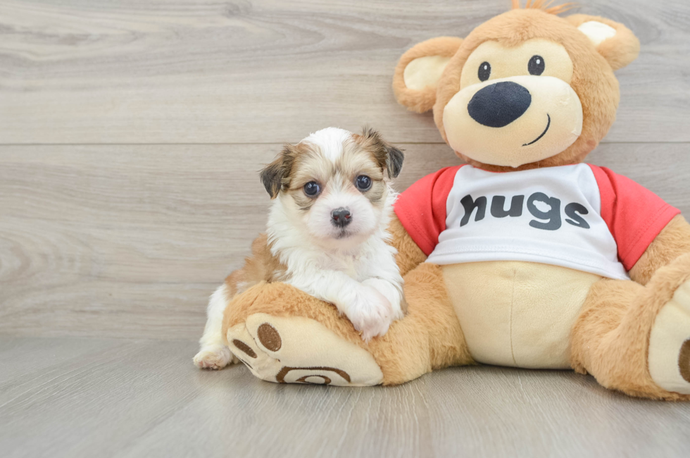 6 week old Teddy Bear Puppy For Sale - Puppy Love PR