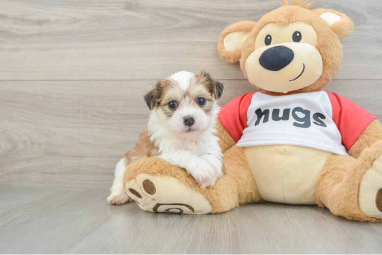 Meet Duke - our Teddy Bear Puppy Photo 1/3 - Puppy Love PR Teddy Bear Pup Being Cute