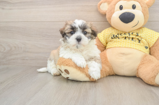 Best Teddy Bear Baby