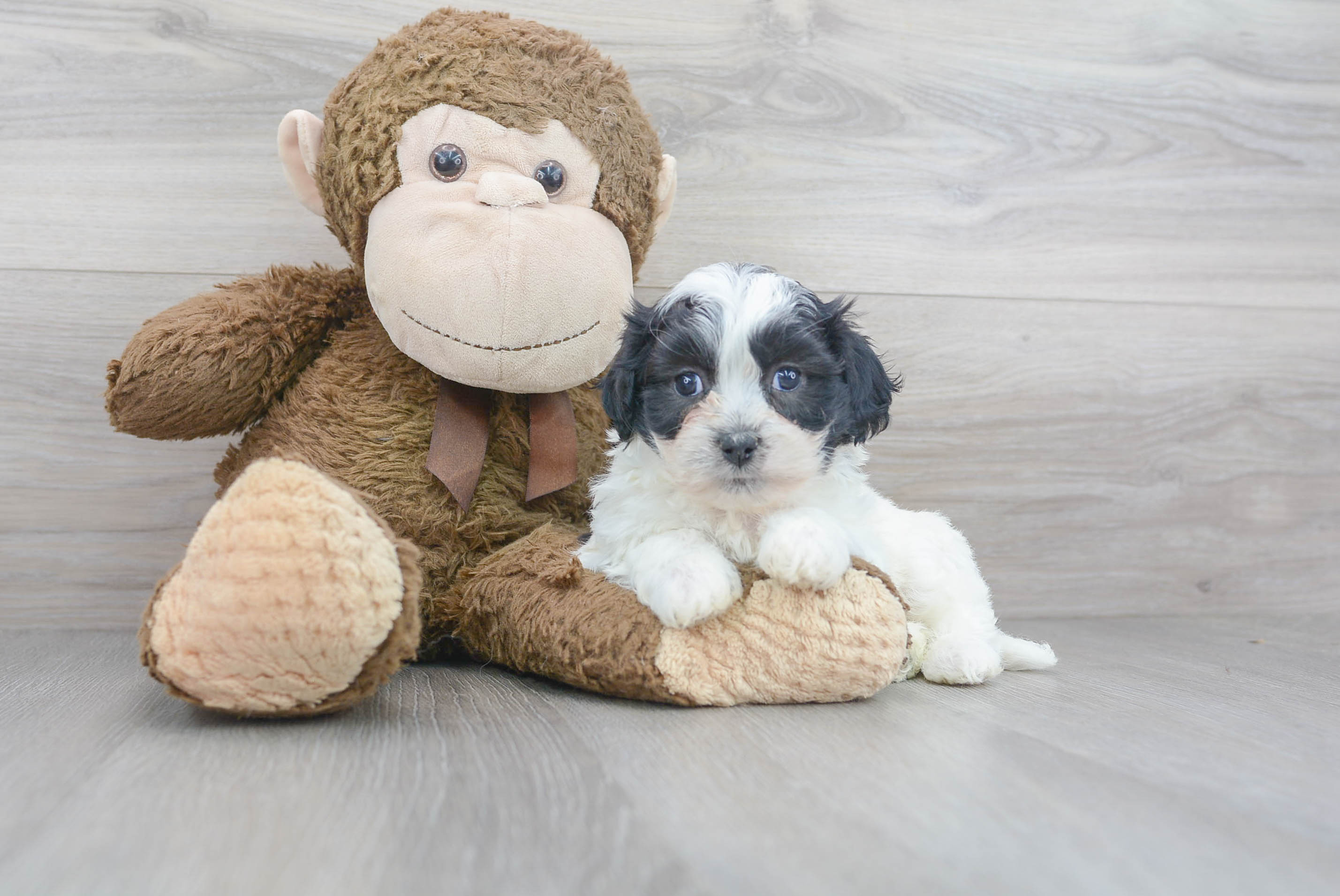 Teddy Bear Puppy for Adoption