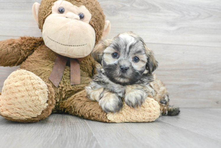 Meet Duke - our Teddy Bear Puppy Photo 1/3 - Puppy Love PR Energetic Shit Designer Puppy