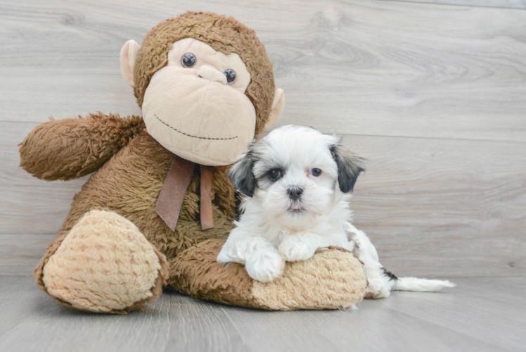 Fluffy Teddy Bear Designer Pup