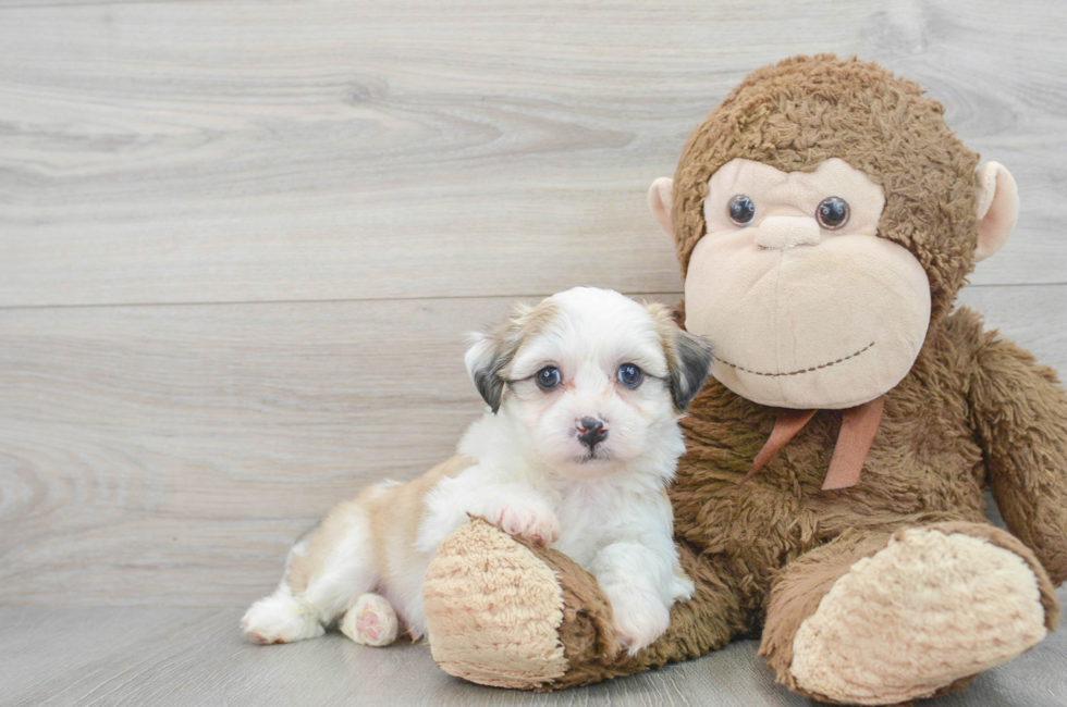 6 week old Teddy Bear Puppy For Sale - Puppy Love PR