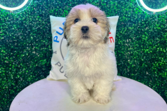 Teacup teddy bear puppies 2025 for sale