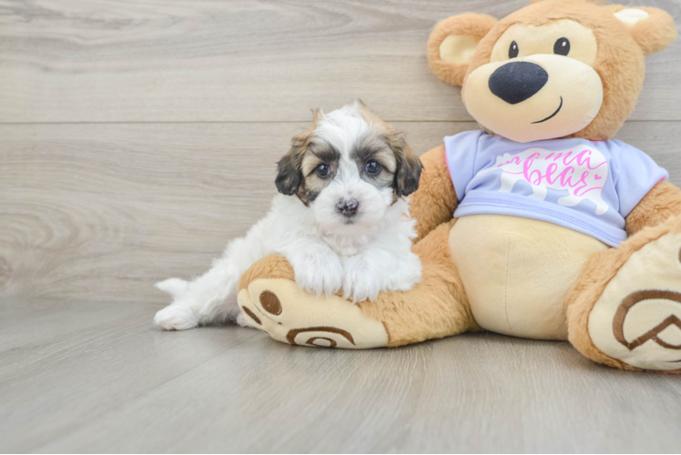 Small Teddy Bear Baby