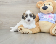 8 week old Teddy Bear Puppy For Sale - Puppy Love PR