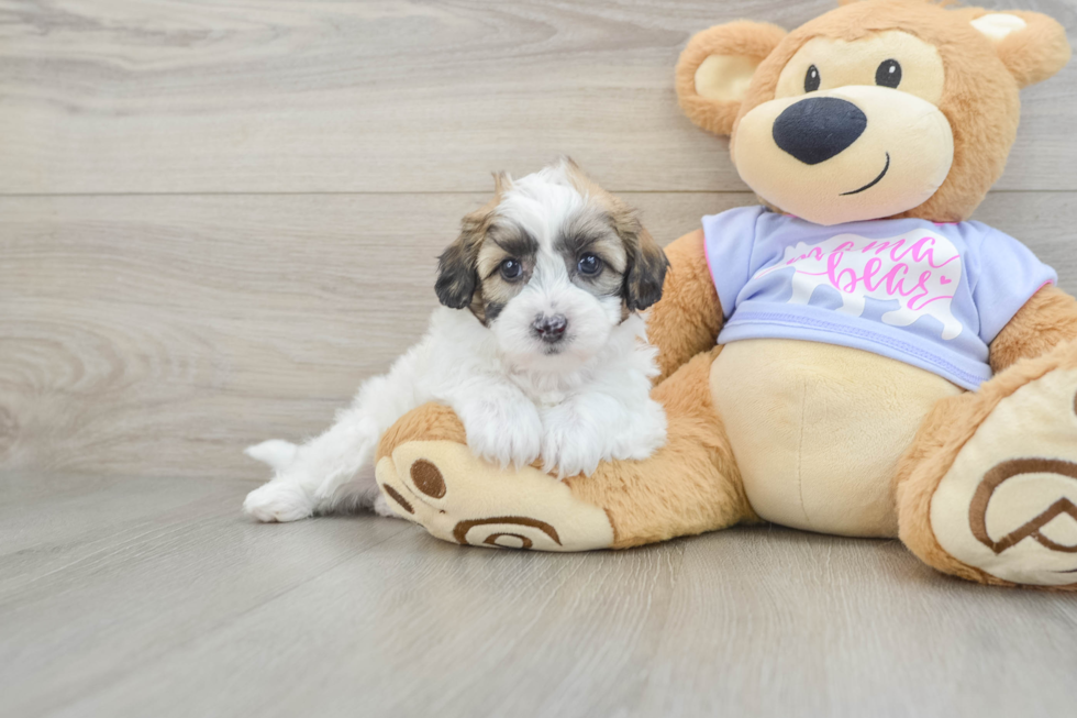 Small Teddy Bear Baby