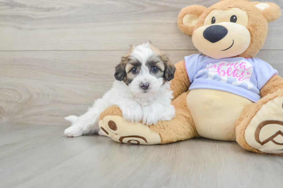 6 week old Teddy Bear Puppy For Sale - Puppy Love PR