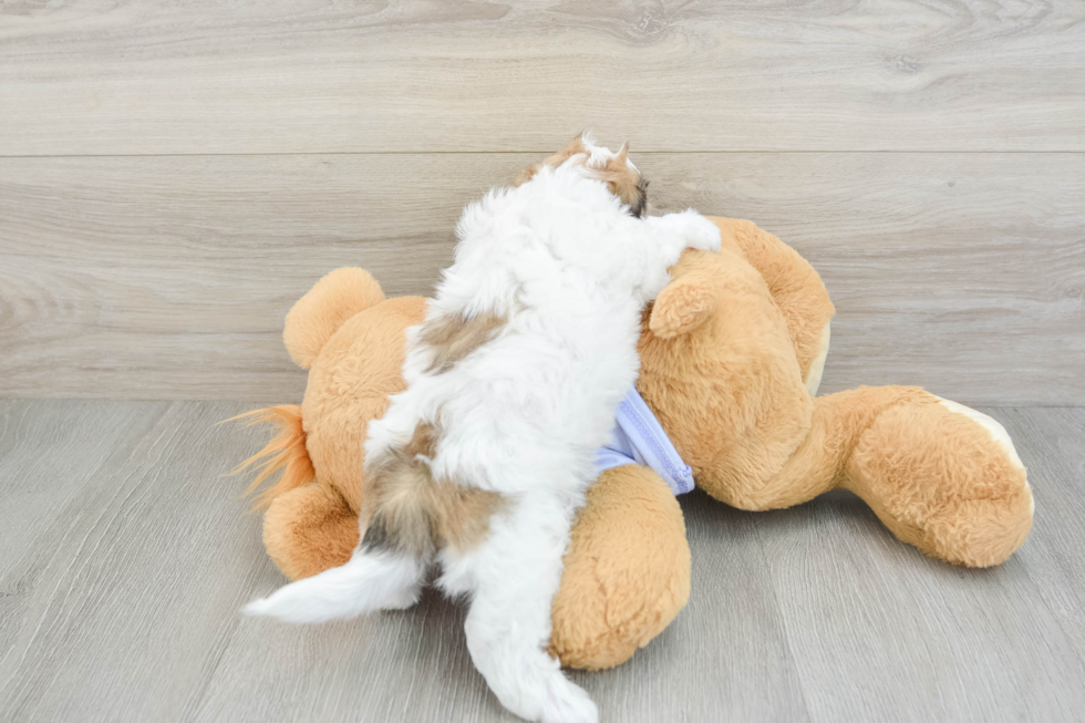 Friendly Teddy Bear Baby