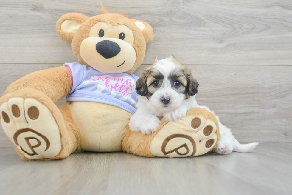 Teddy Bear Puppy for Adoption