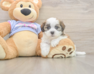 6 week old Teddy Bear Puppy For Sale - Puppy Love PR