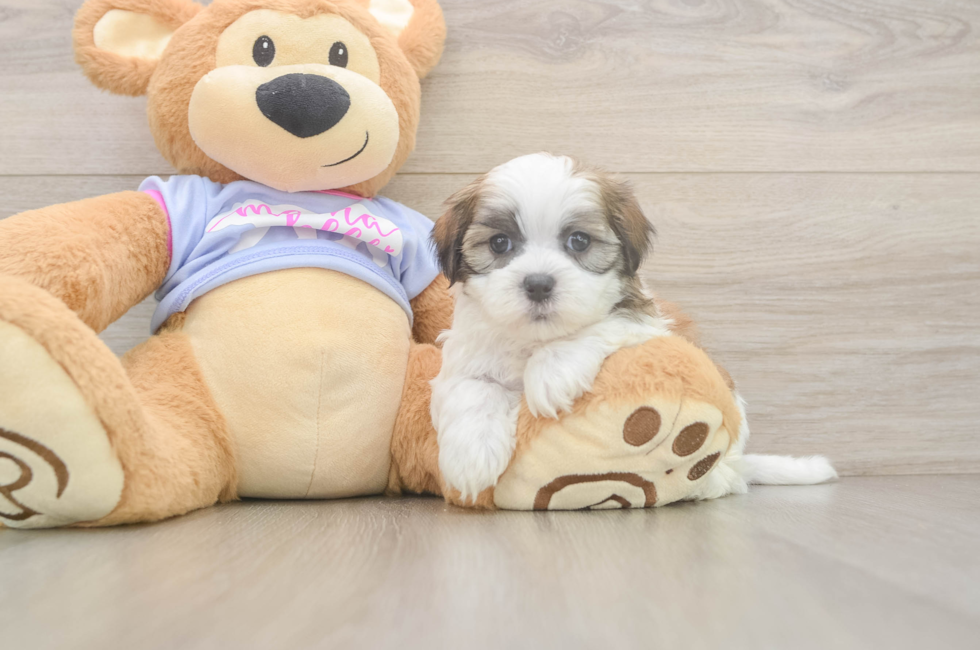 6 week old Teddy Bear Puppy For Sale - Puppy Love PR