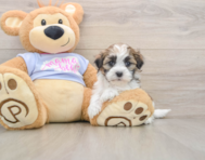 5 week old Teddy Bear Puppy For Sale - Puppy Love PR