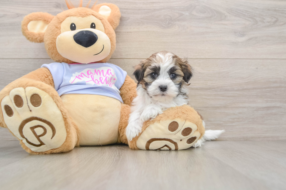 Friendly Teddy Bear Baby