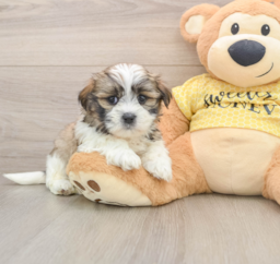 6 week old Teddy Bear Puppy For Sale - Puppy Love PR