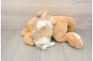 Sweet Teddy Bear Baby