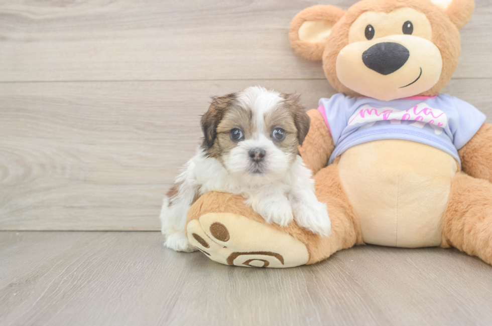 6 week old Teddy Bear Puppy For Sale - Puppy Love PR