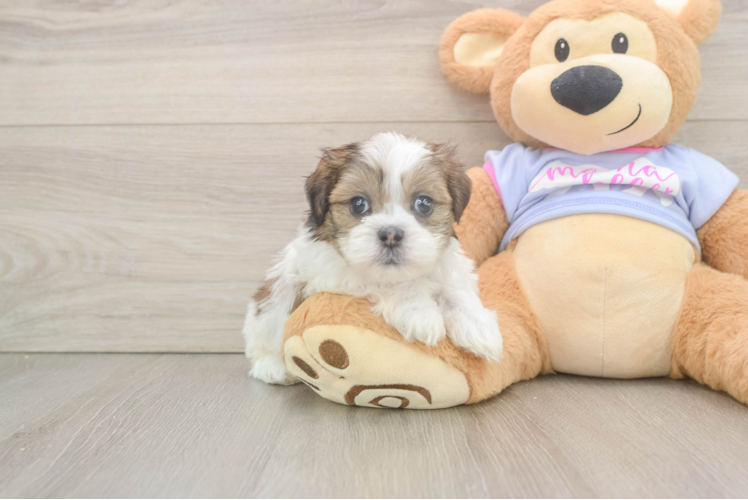 Meet Ed - our Teddy Bear Puppy Photo 1/3 - Puppy Love PR Sweet Teddy Bear Baby