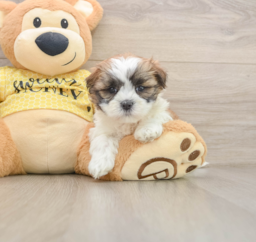 6 week old Teddy Bear Puppy For Sale - Puppy Love PR