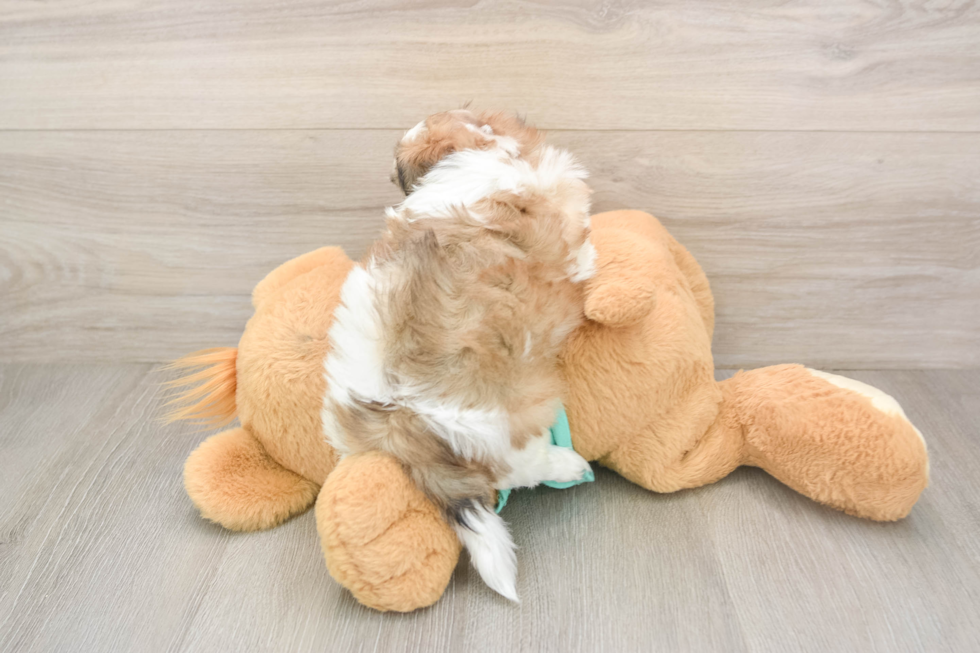 Teddy Bear Pup Being Cute