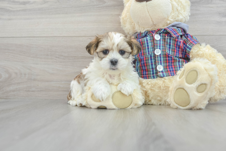Meet Eden - our Teddy Bear Puppy Photo 1/3 - Puppy Love PR Teddy Bear Puppy for Adoption