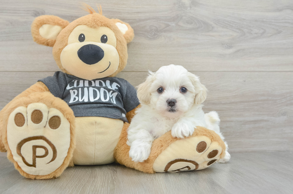 6 week old Teddy Bear Puppy For Sale - Puppy Love PR
