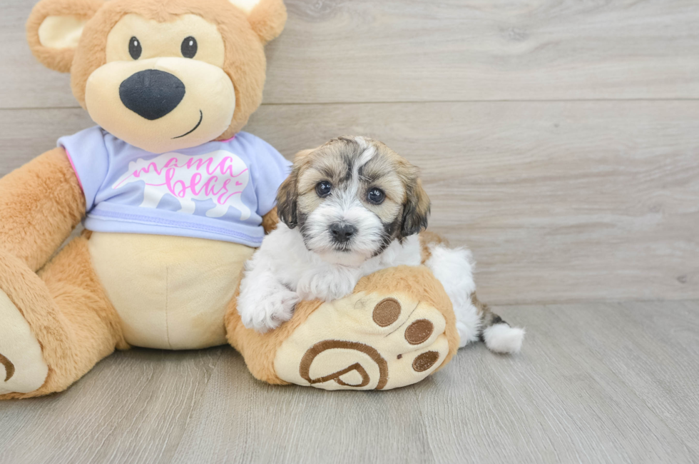 6 week old Teddy Bear Puppy For Sale - Puppy Love PR