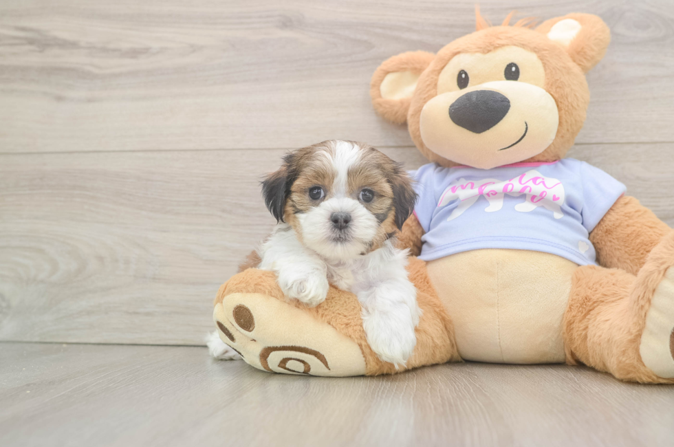 6 week old Teddy Bear Puppy For Sale - Puppy Love PR