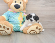 6 week old Teddy Bear Puppy For Sale - Puppy Love PR