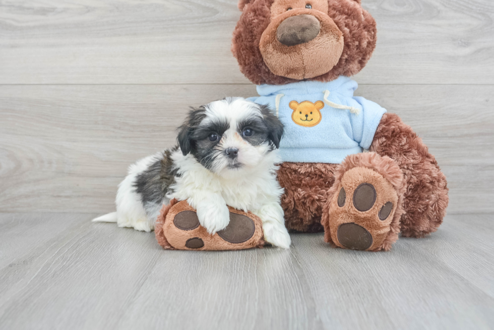 Best Teddy Bear Baby