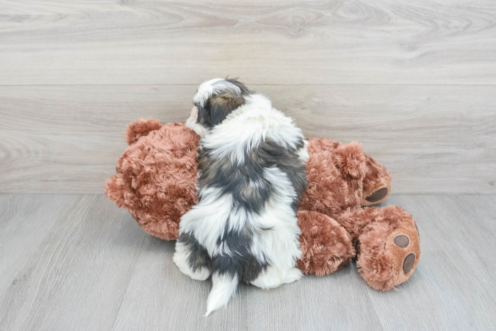 Cute Teddy Bear Baby