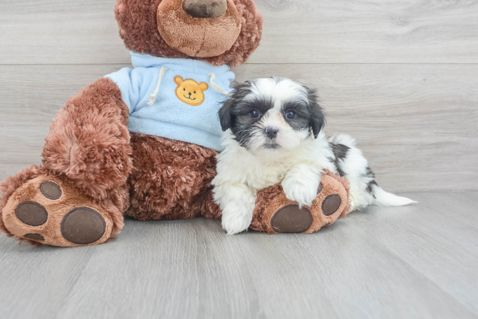 Hypoallergenic Shichon Designer Puppy