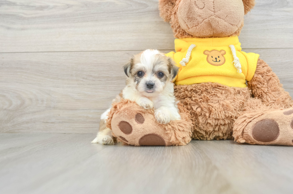 8 week old Teddy Bear Puppy For Sale - Puppy Love PR