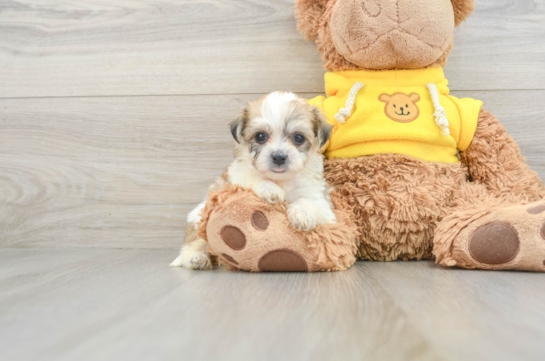 Teddy Bear Puppy for Adoption