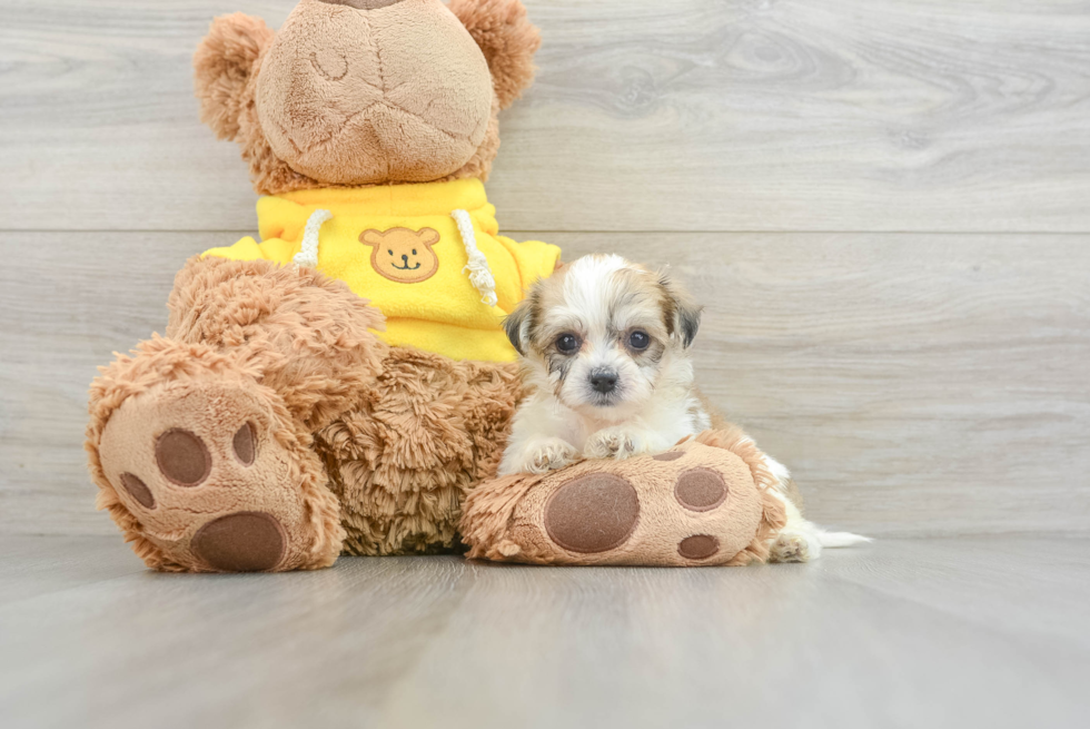 Petite Teddy Bear Designer Pup