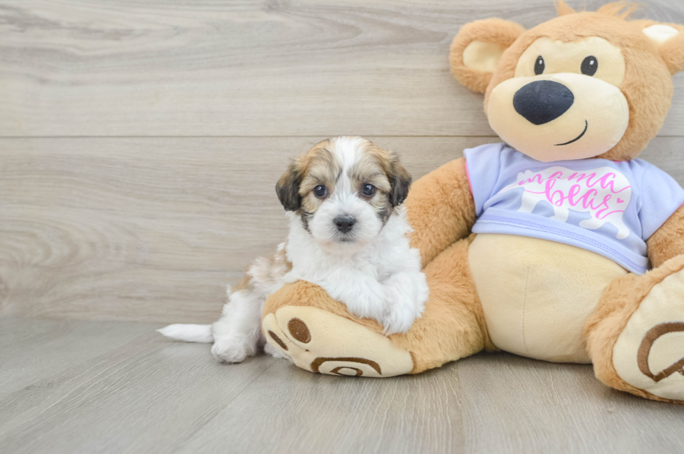 6 week old Teddy Bear Puppy For Sale - Puppy Love PR