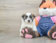 6 week old Teddy Bear Puppy For Sale - Puppy Love PR