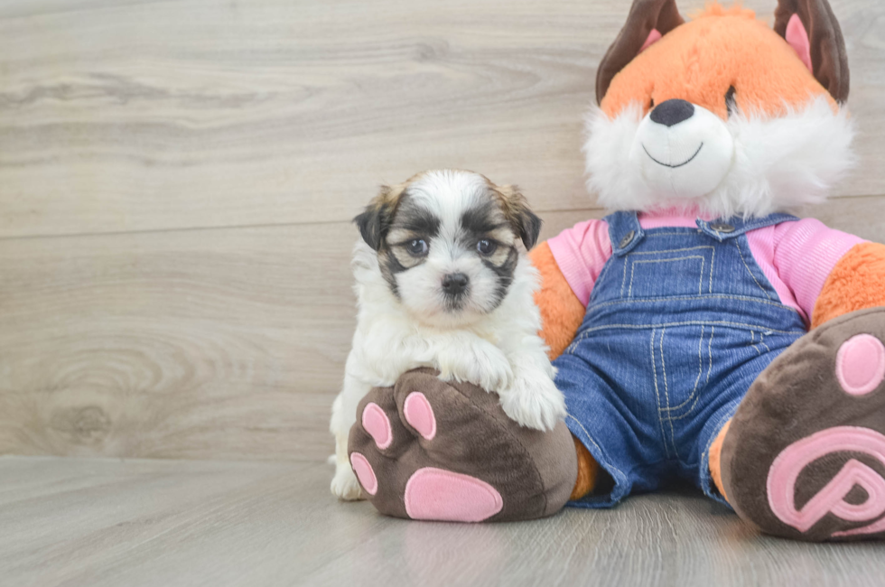 5 week old Teddy Bear Puppy For Sale - Puppy Love PR