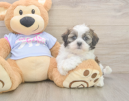 6 week old Teddy Bear Puppy For Sale - Puppy Love PR
